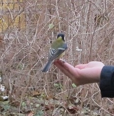 Parus major