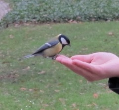 Parus major