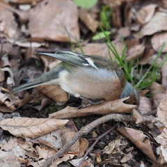 Fringilla coelebs