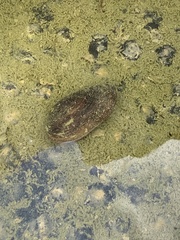 Uniomerus tetralasmus