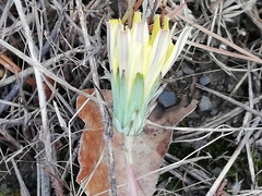 Taraxacum hybernum