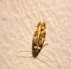 Endrosis sarcitrella