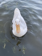 Anas platyrhynchos domesticus