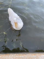 Anas platyrhynchos domesticus