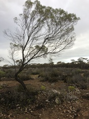 Myoporum platycarpum