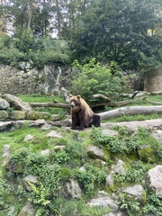 Ursus arctos beringianus