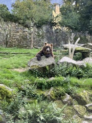 Ursus arctos beringianus