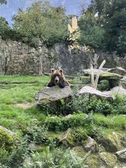 Ursus arctos beringianus