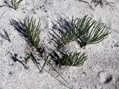 Lebeckia