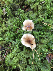 Hygrophorus discoideus