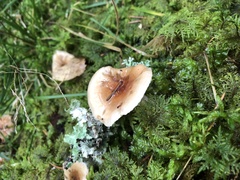 Hygrophorus discoideus