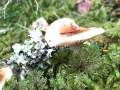 Hygrophorus discoideus