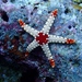 Noduled Sea Star - Photo (c) MDC Seamarc Maldives, some rights reserved (CC BY-SA)