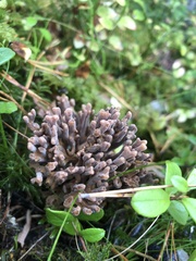 Ramaria testaceoflava