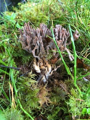 Ramaria testaceoflava