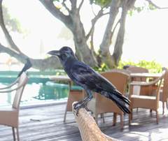 Corvus macrorhynchos culminatus