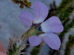 Roella triflora