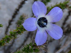Roella triflora