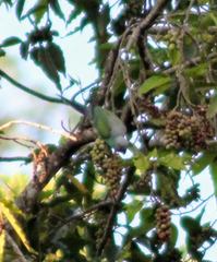 Psittacula calthrapae