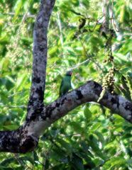 Psittacula calthrapae
