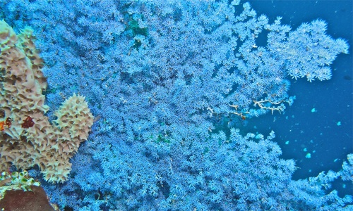 Anthogorgia caerulea