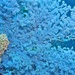 Anthogorgia caerulea