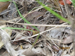 Shaded-Litter Rainbow-Skink photo 4