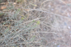 Galatella linosyris