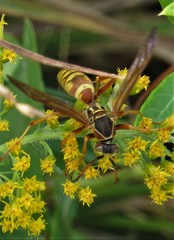 Polistes apachus