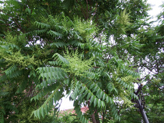 Ailanthus altissima