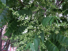 Ailanthus altissima
