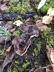 Phellodon violascens