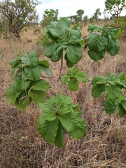 Tocoyena formosa