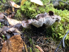 Phellodon violascens