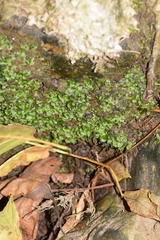 Lunularia cruciata