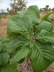 Tocoyena formosa