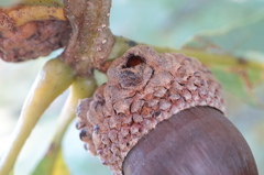 Callirhytis glandulus