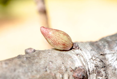 Andricus deciduatus