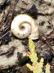 Planorbella campanulata