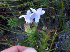 Roella amplexicaulis