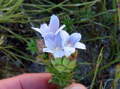 Roella amplexicaulis