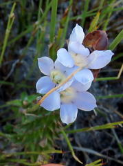 Roella amplexicaulis