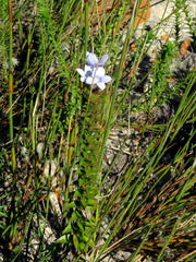 Roella amplexicaulis