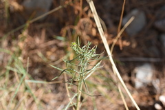 Galatella linosyris