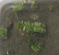 Potamogeton perfoliatus