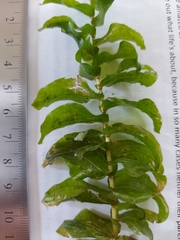 Potamogeton perfoliatus