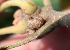 Callirhytis subcostata