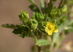 Potentilla rivalis