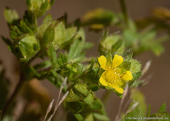 Potentilla rivalis