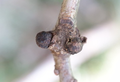 Andricus indistinctus